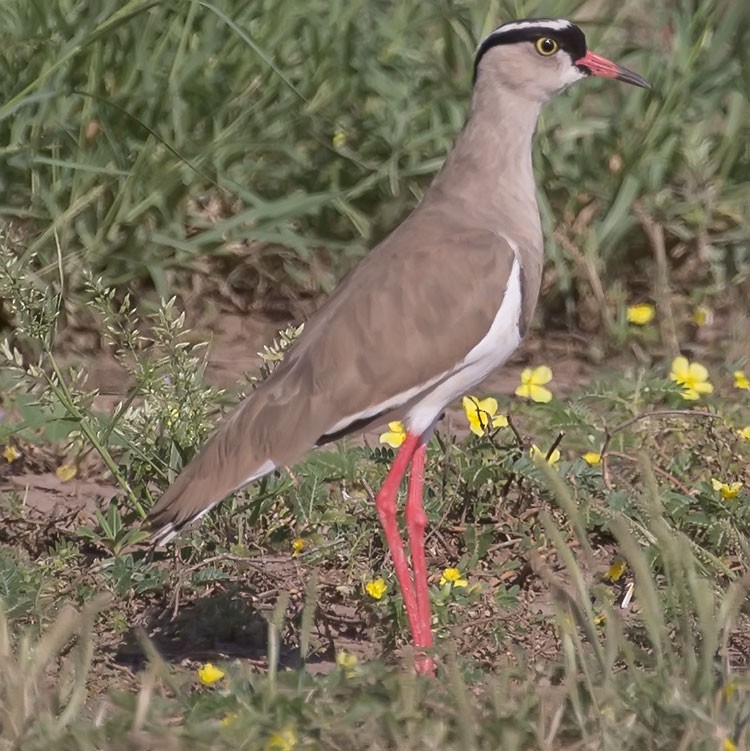 Crowned Lapwing - ML188070921