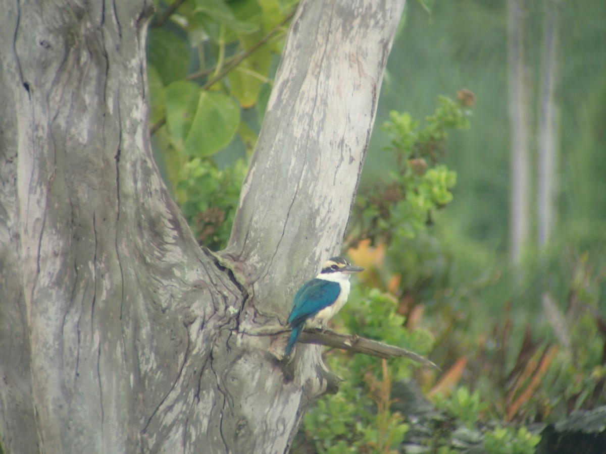 Collared Kingfisher (Nicobar Is.) - Jigu Patel