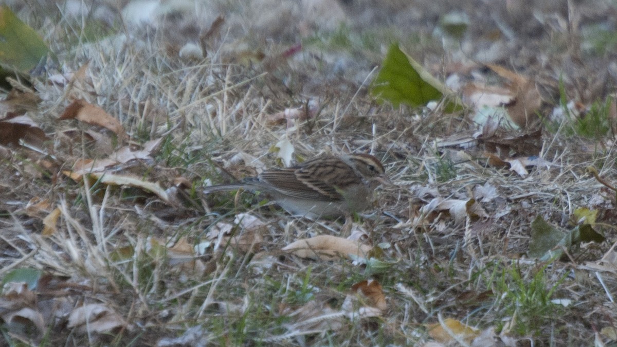Chipping Sparrow - ML188073371