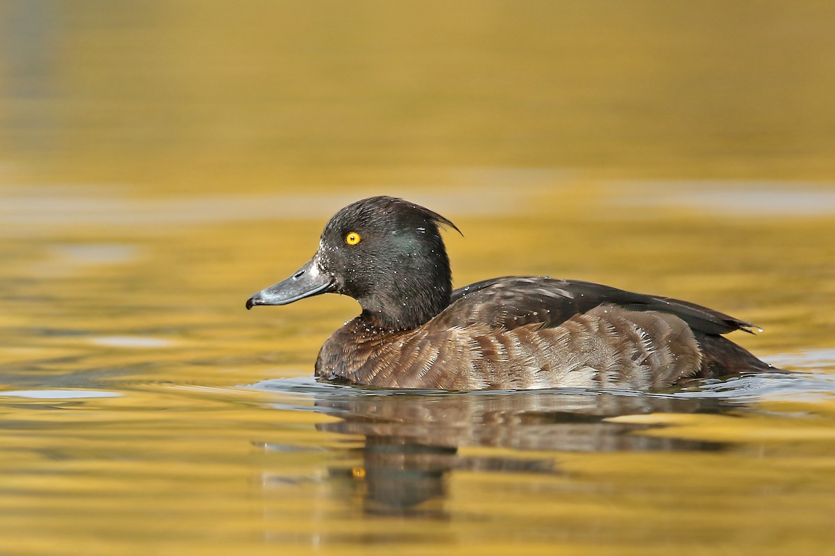 Tufted Duck - ML188074961