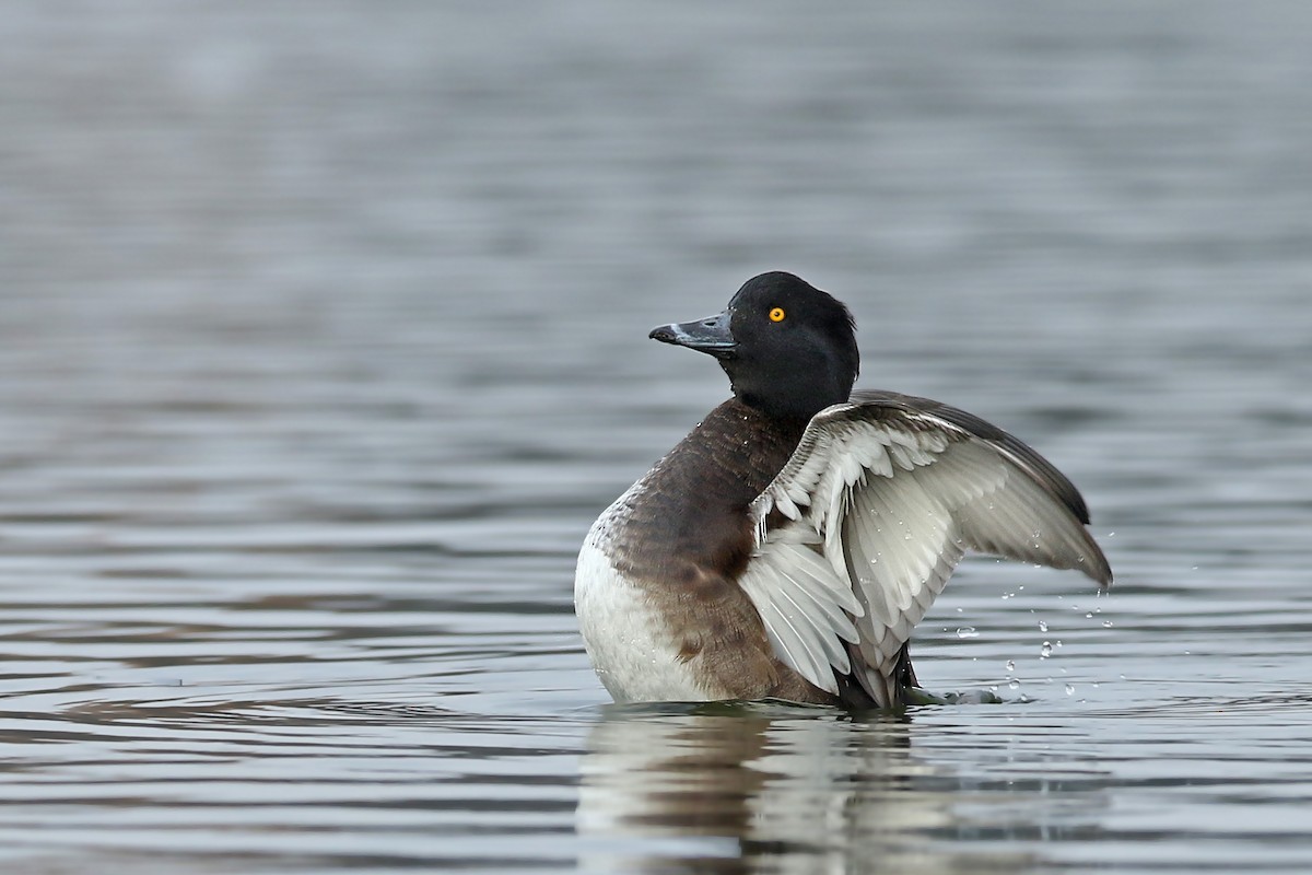 Tufted Duck - ML188074971