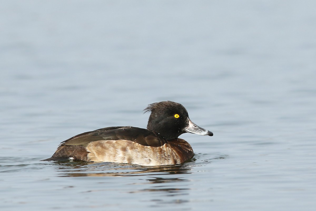 Tufted Duck - ML188074981