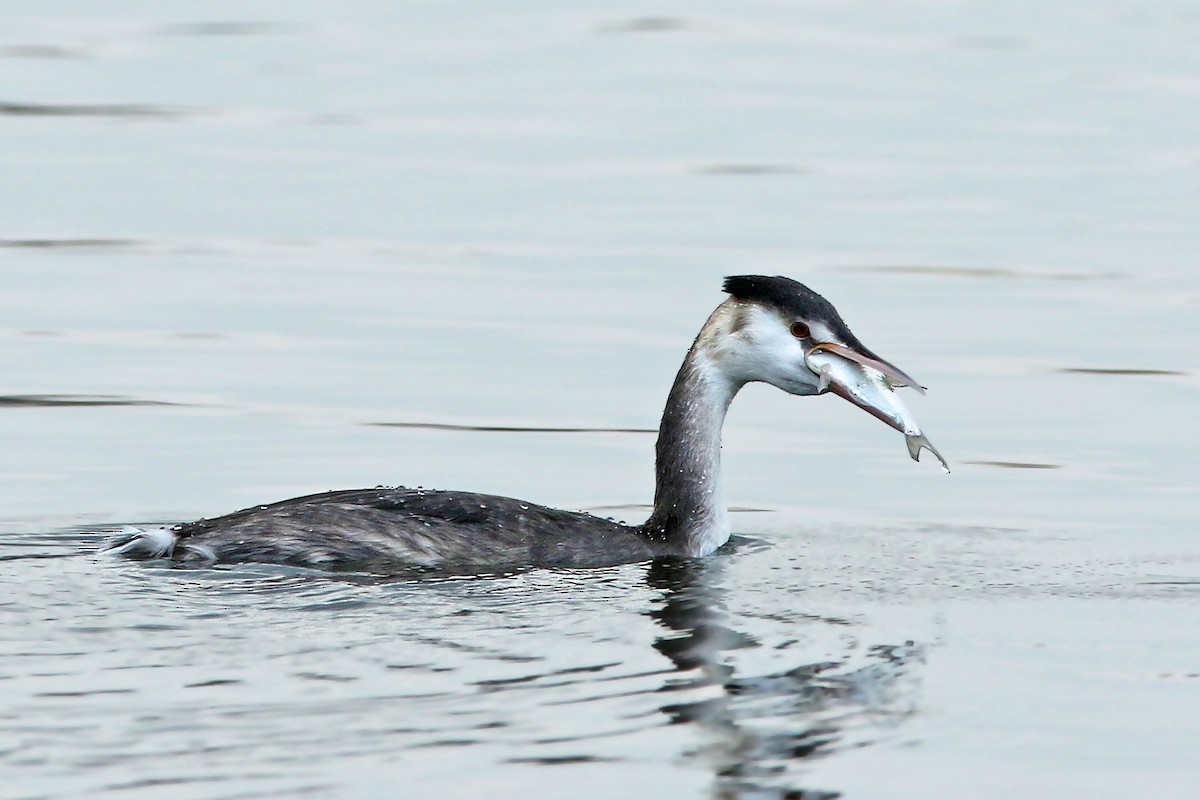 Great Crested Grebe - ML188075001