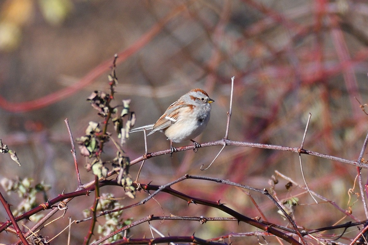American Tree Sparrow - Hugh Whelan