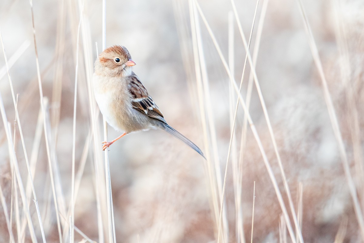 Field Sparrow - Brad Imhoff
