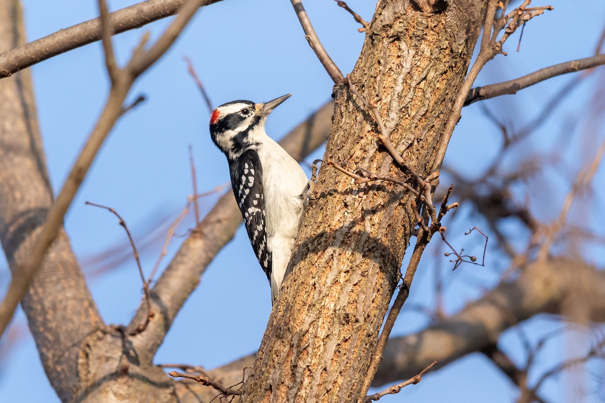 Hairy Woodpecker - ML188100301