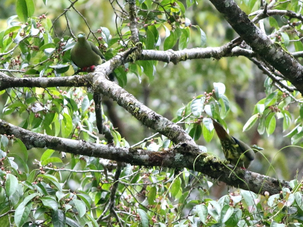 Sumatran Green-Pigeon - David Cooper