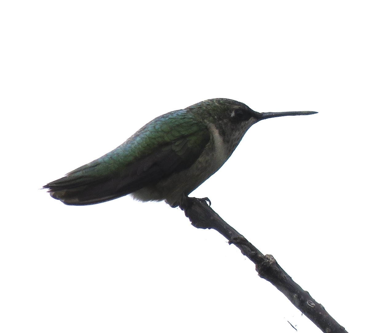 Ruby-throated Hummingbird - ML188104851