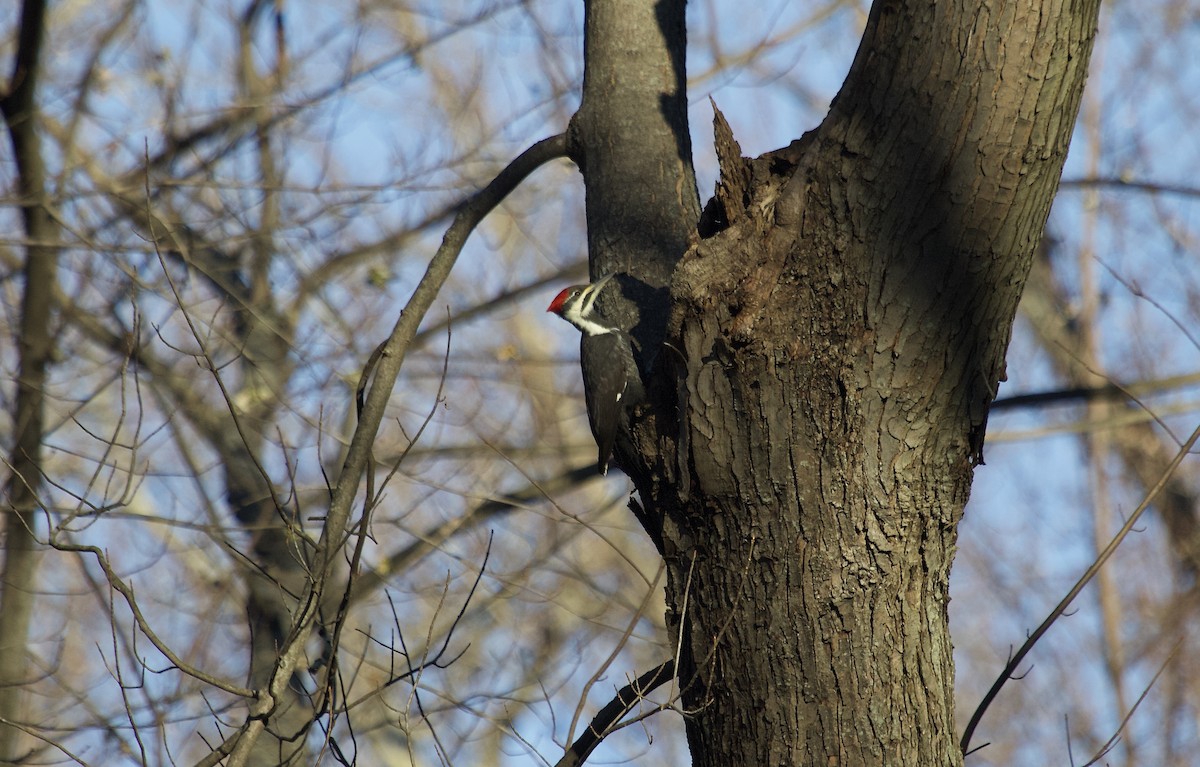 Pileated Woodpecker - Mary Keleher