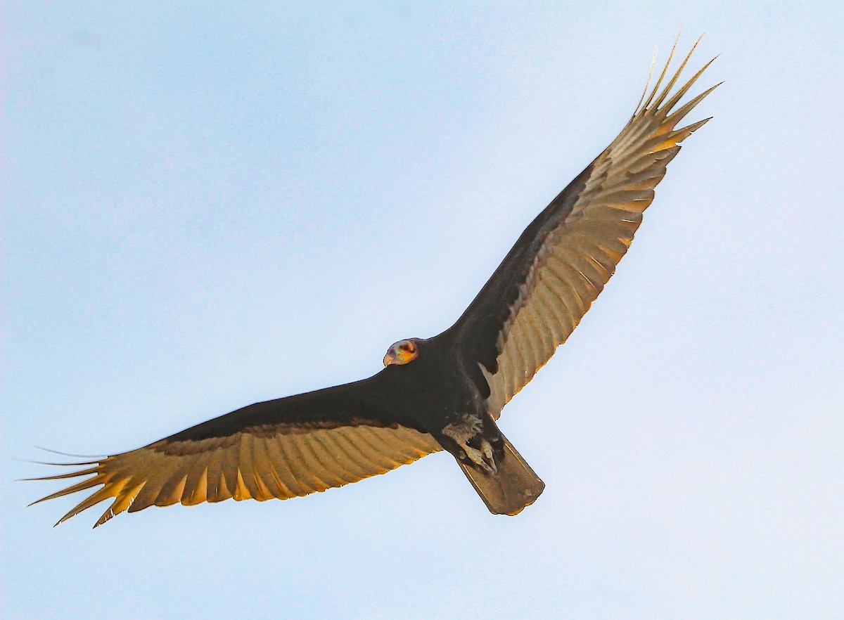 Lesser Yellow-headed Vulture - ML188106921