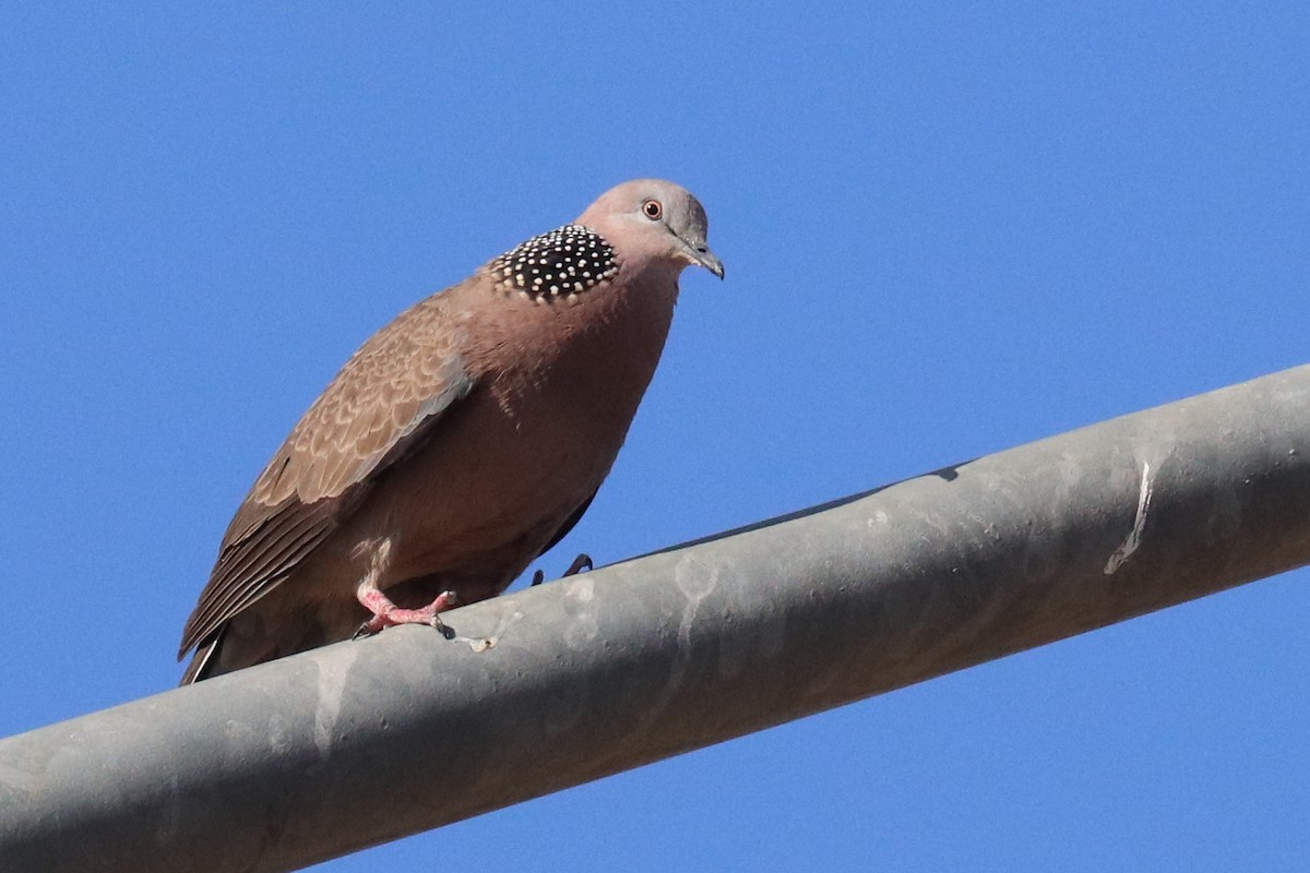 Spotted Dove - ML188107411