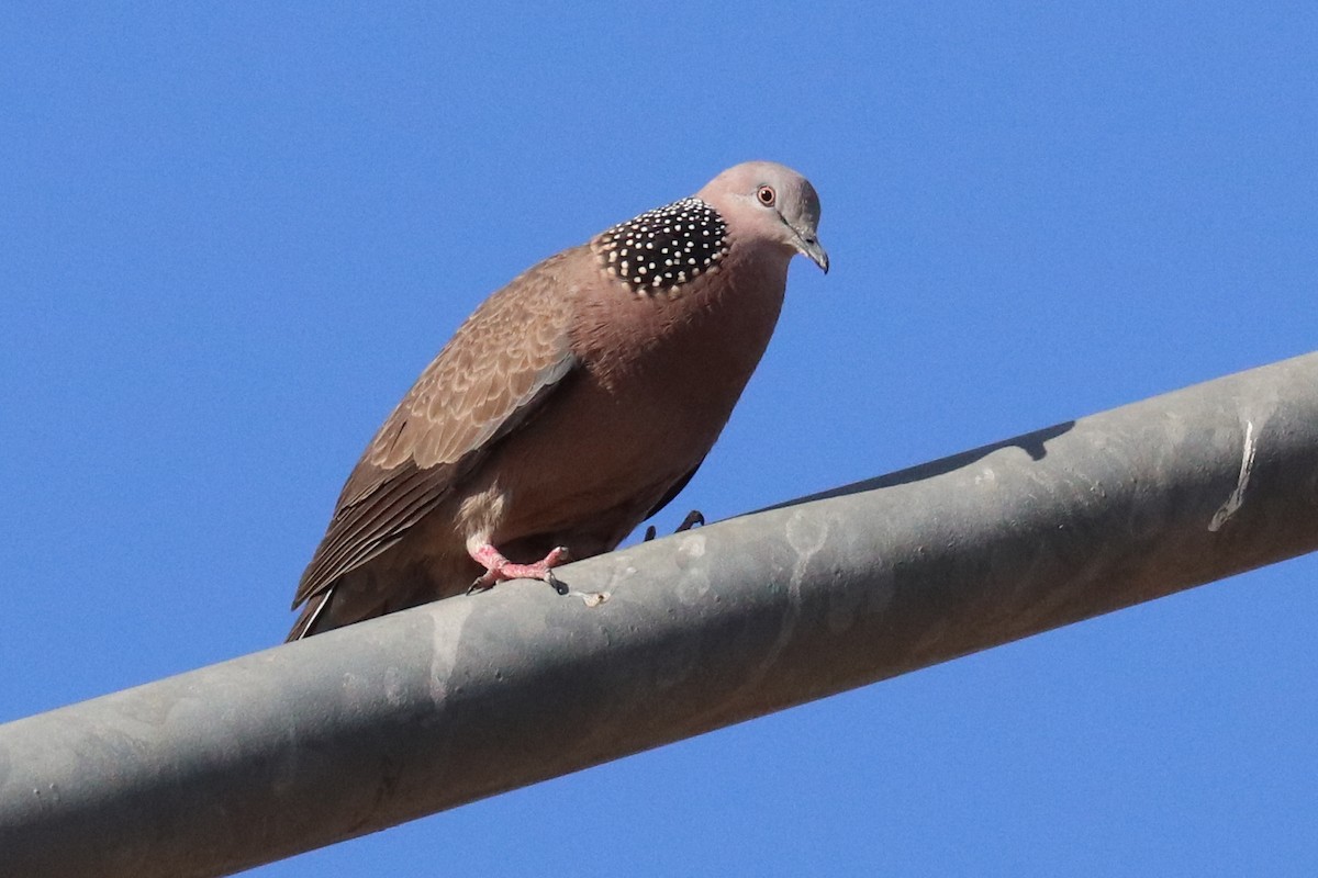 Spotted Dove - ML188107441