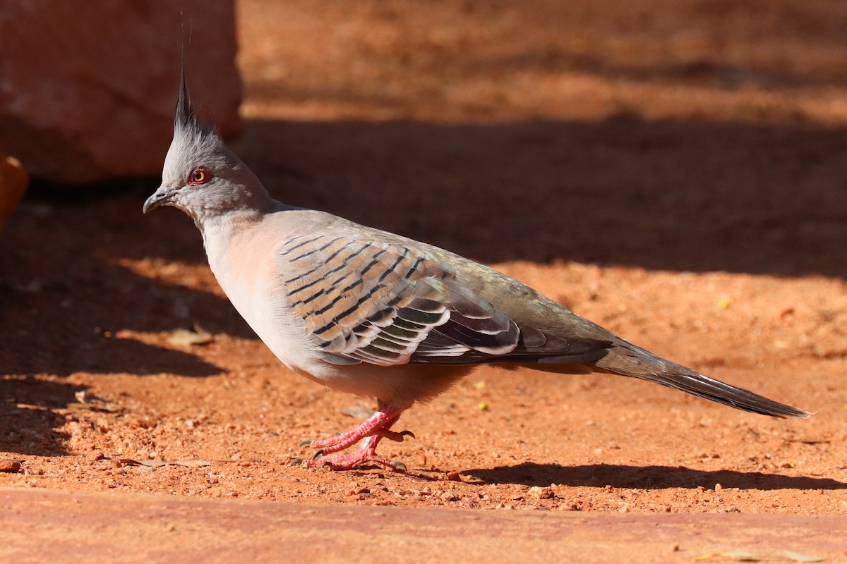 Crested Pigeon - ML188107521