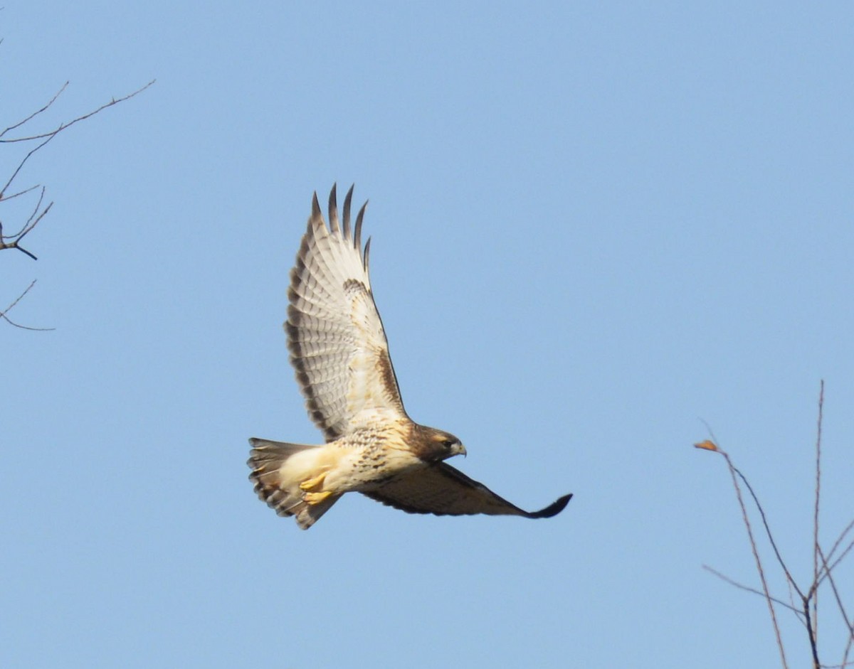Red-tailed Hawk - Andrew Mack
