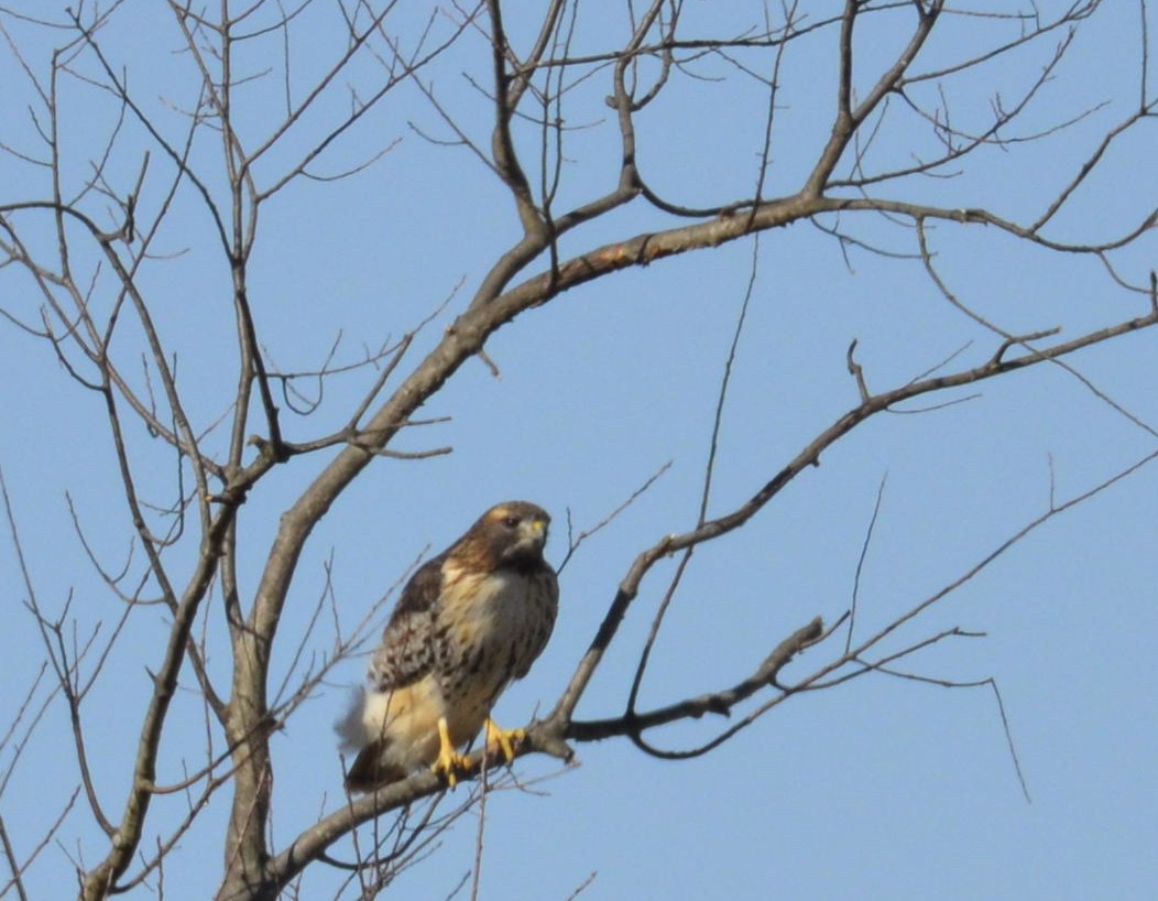 Red-tailed Hawk - ML188113701