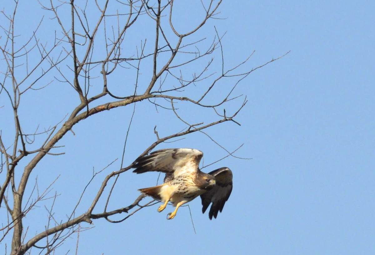 Red-tailed Hawk - ML188113711