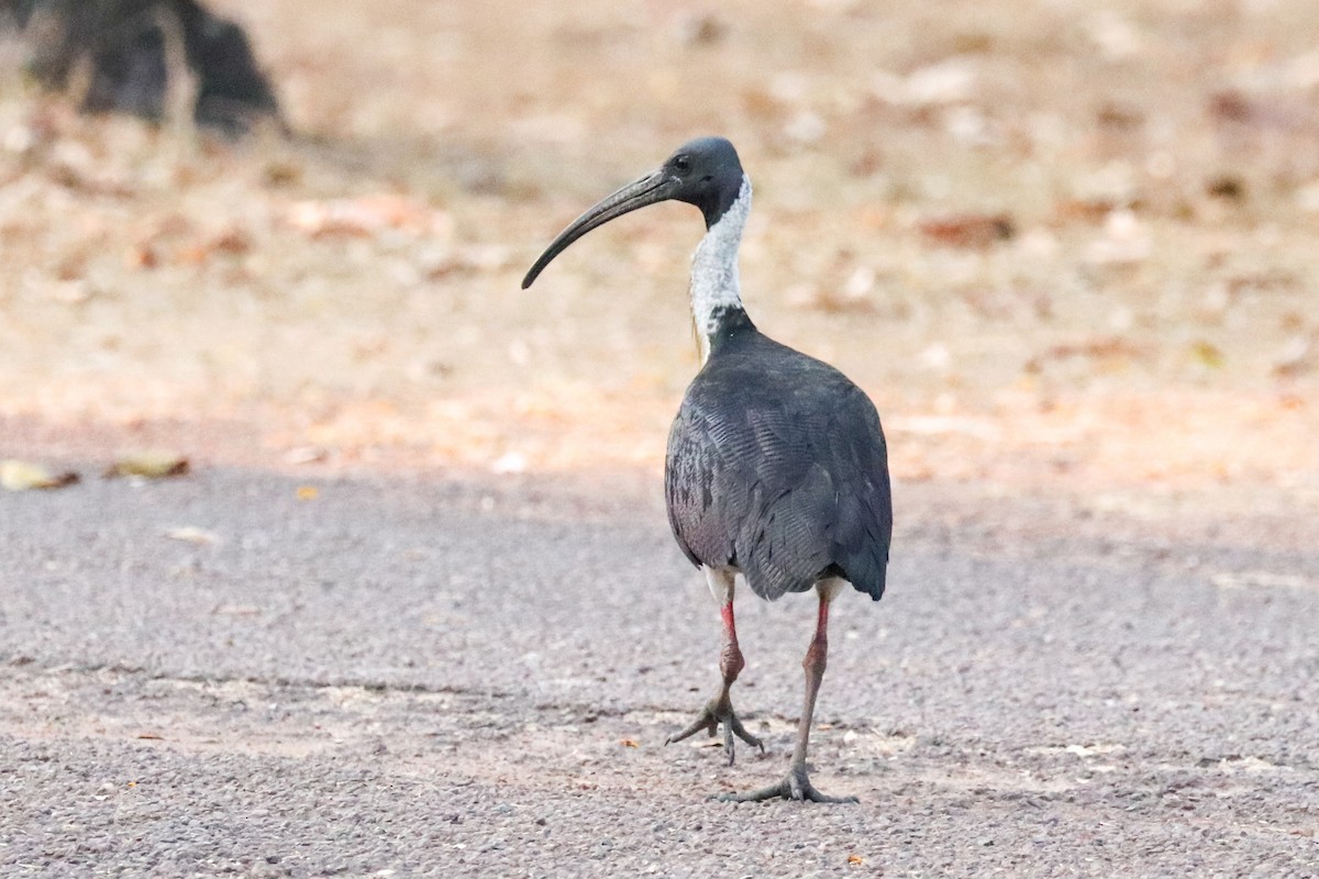 ibis slámokrký - ML188116621