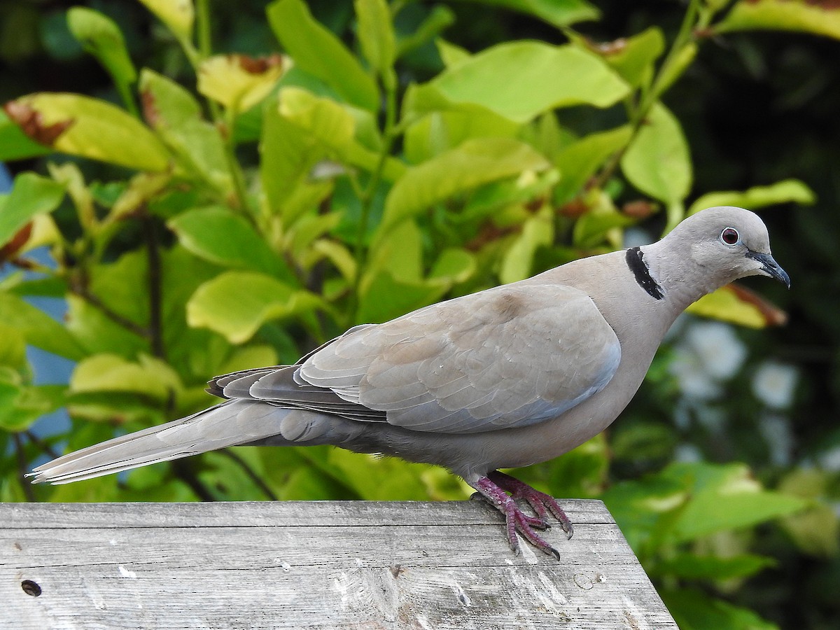 Eurasian Collared-Dove - Brian Carruthers