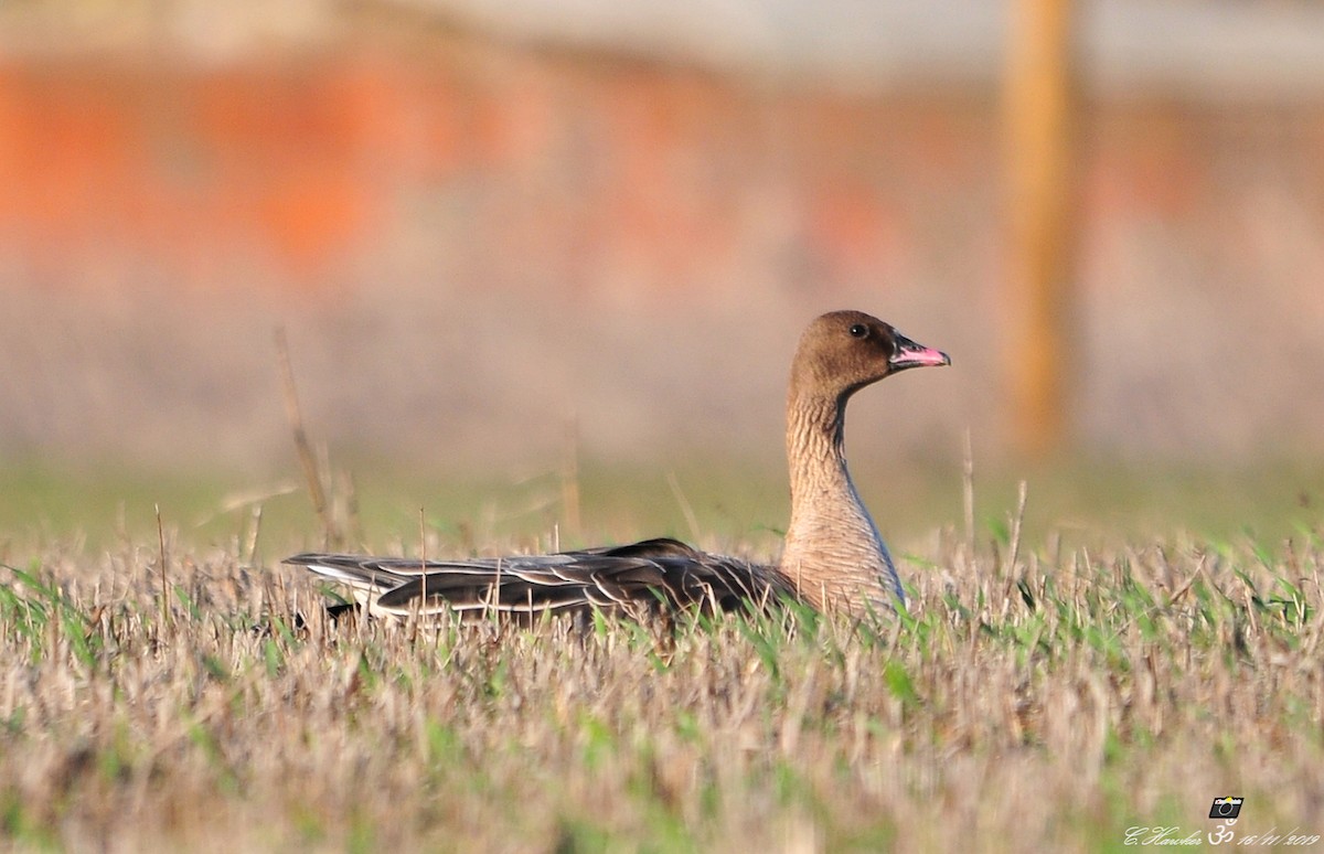 Pink-footed Goose - ML188118011