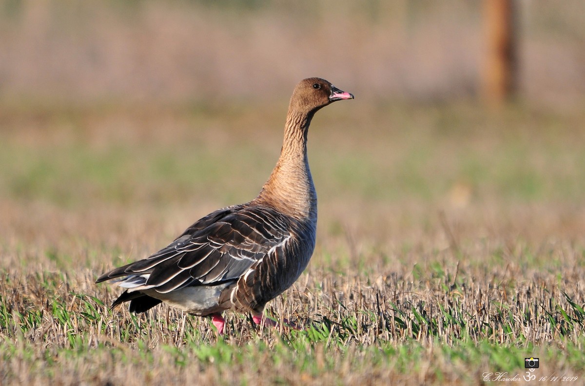 Pink-footed Goose - Carl  Hawker