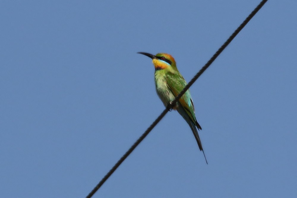Rainbow Bee-eater - ML188121581