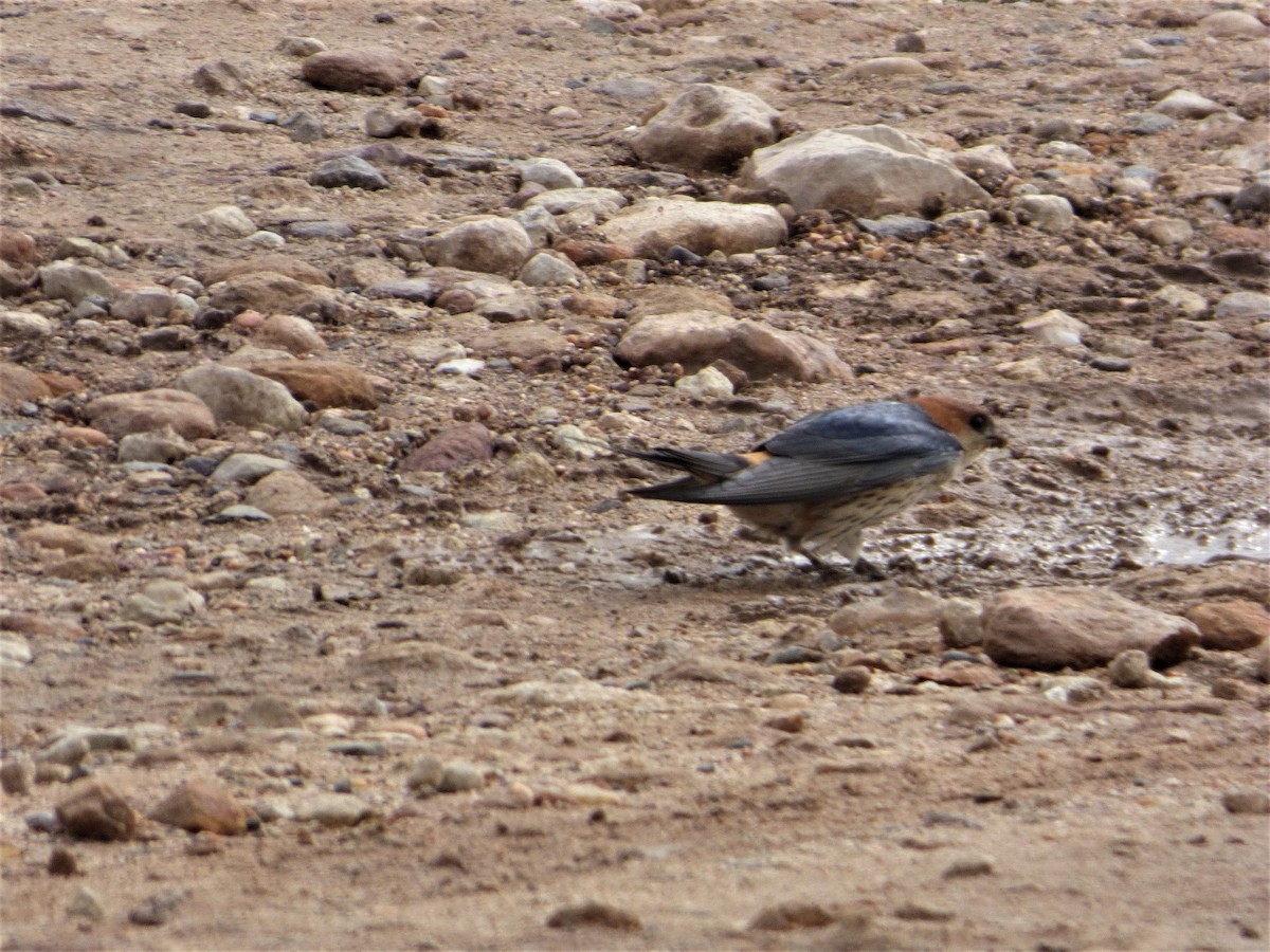 Greater Striped Swallow - ML188122381
