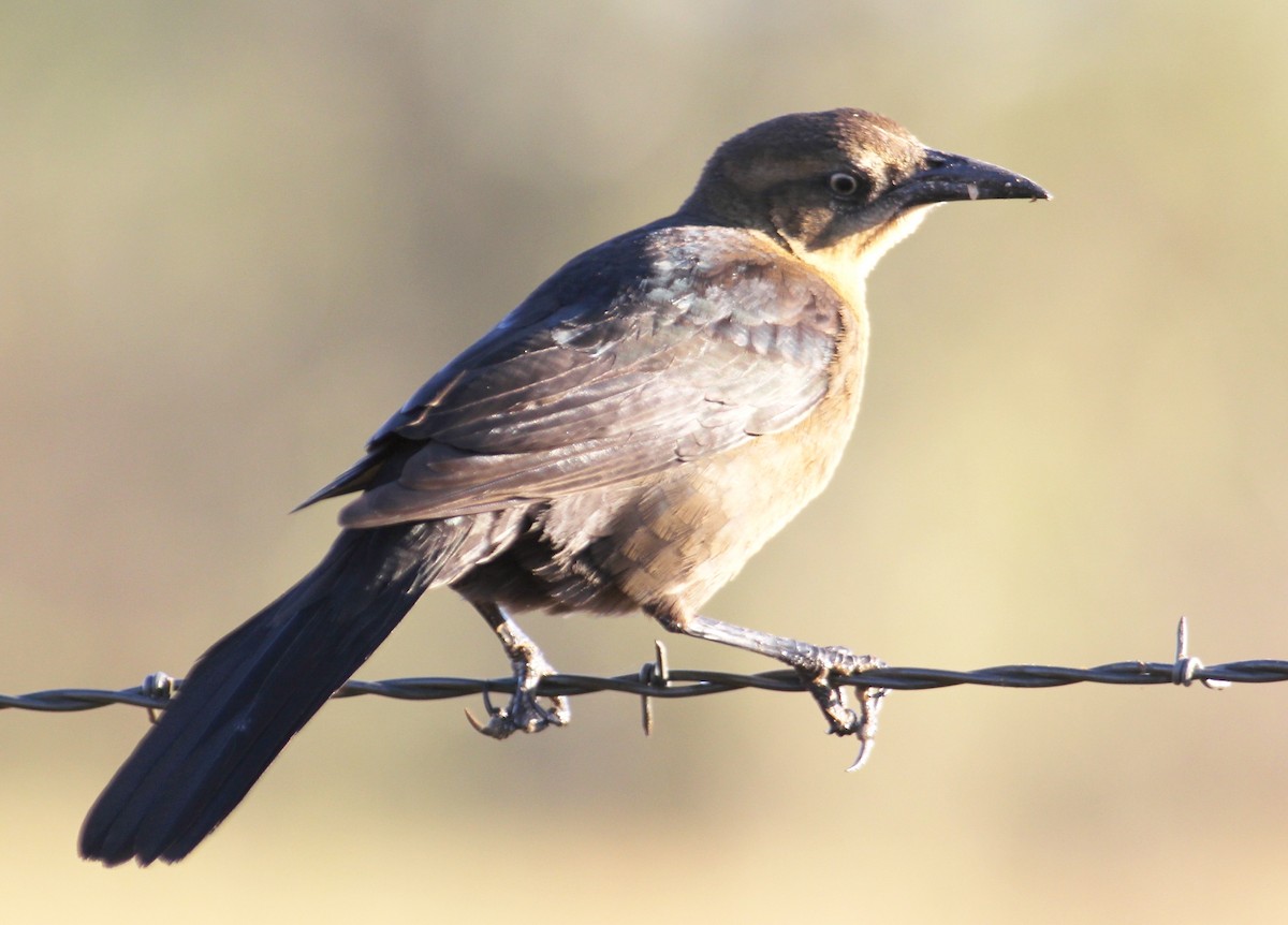 Great-tailed Grackle - ML188128371