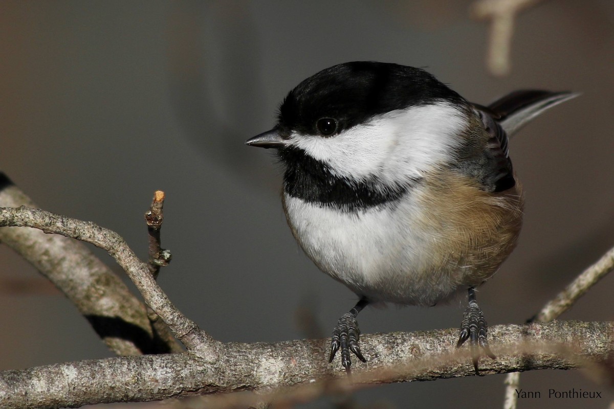 Black-capped Chickadee - Yann Ponthieux