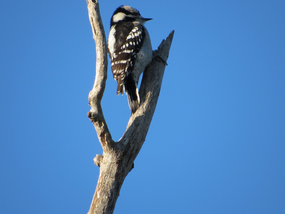 Downy Woodpecker - ML188131681