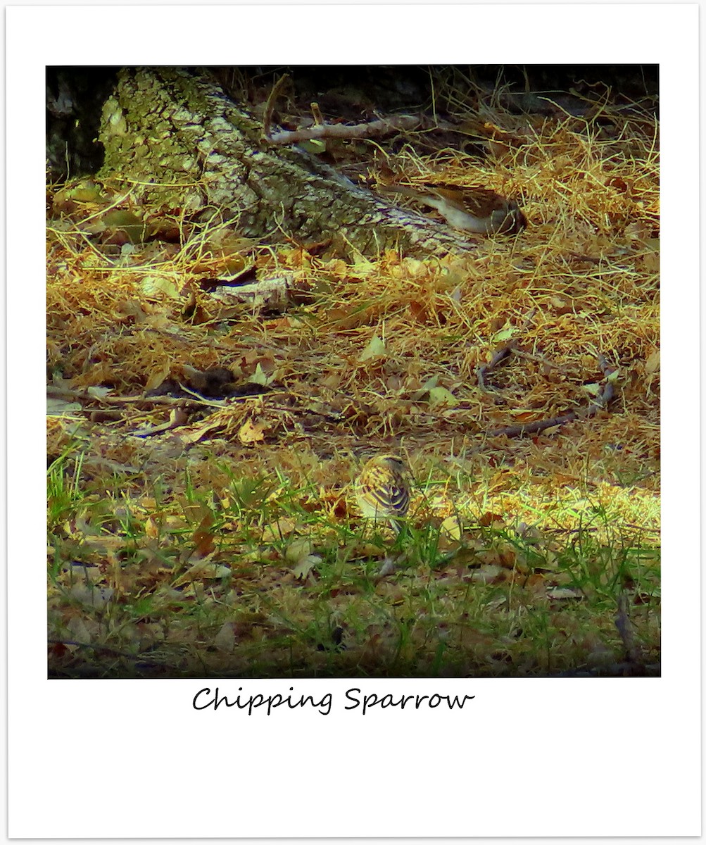 Chipping Sparrow - ML188133001