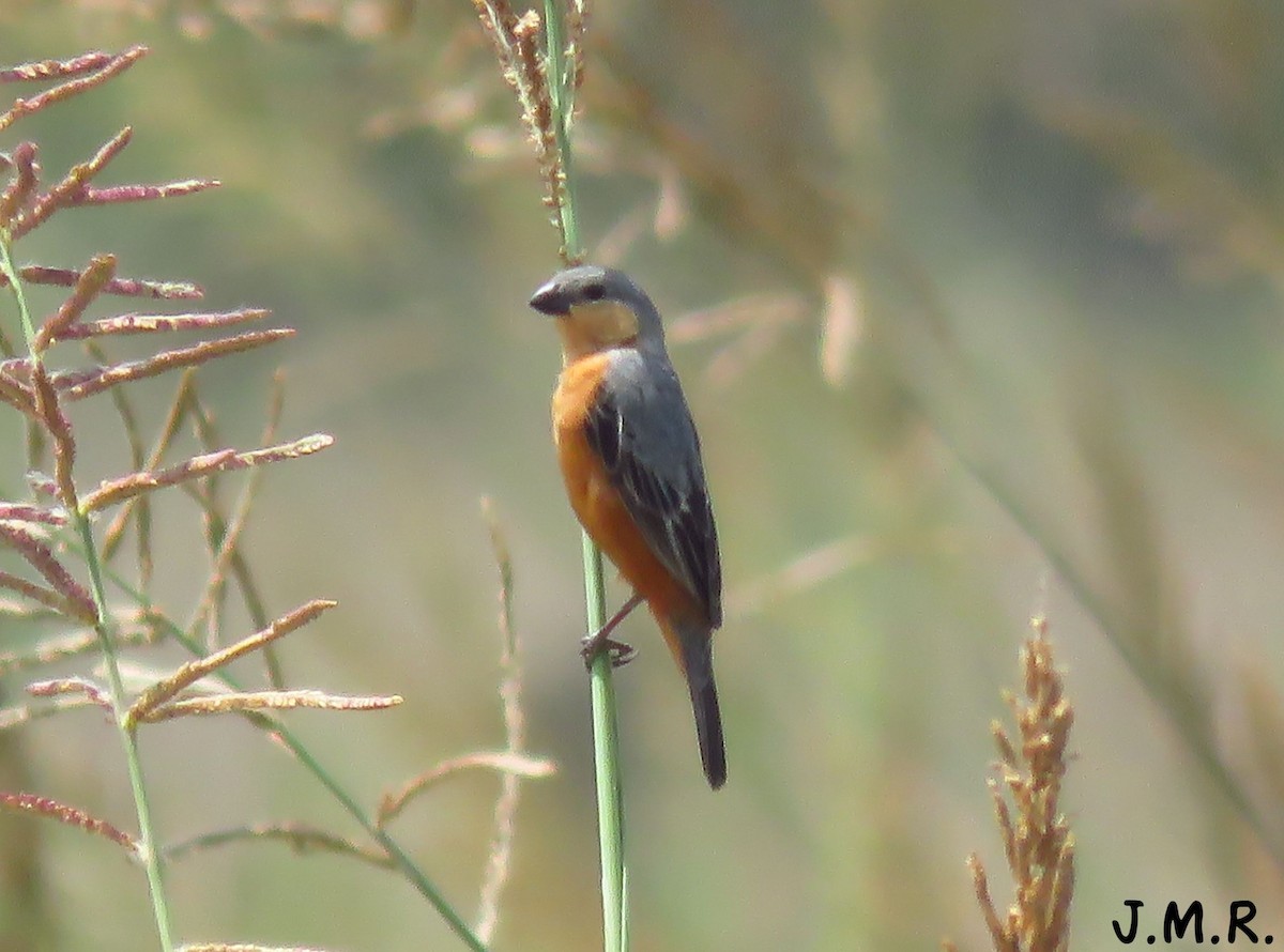 Tawny-bellied Seedeater - ML188134761