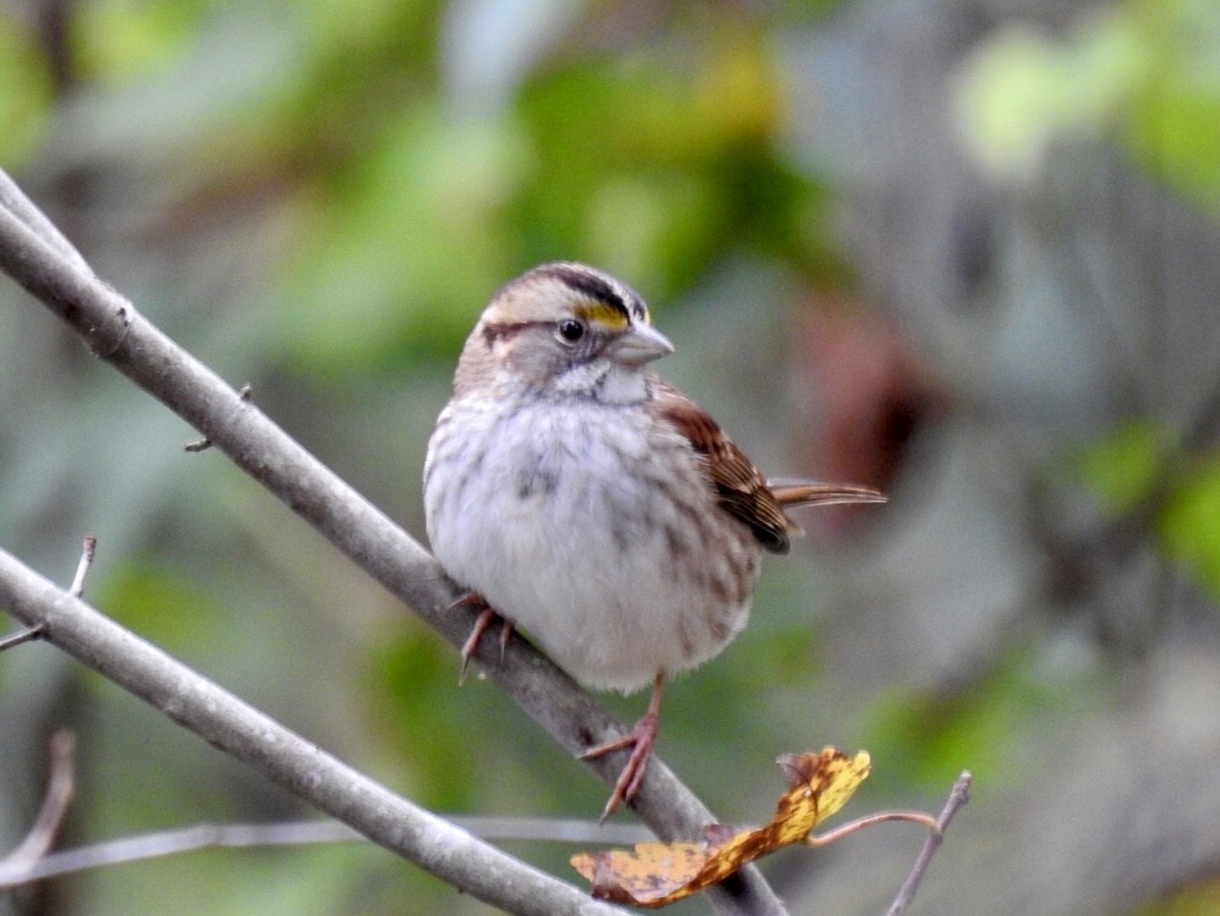 White-throated Sparrow - Karen Seward