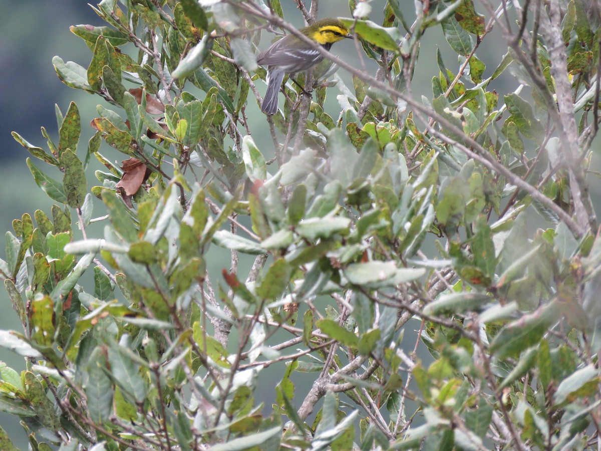 Black-throated Green Warbler - ML188141831