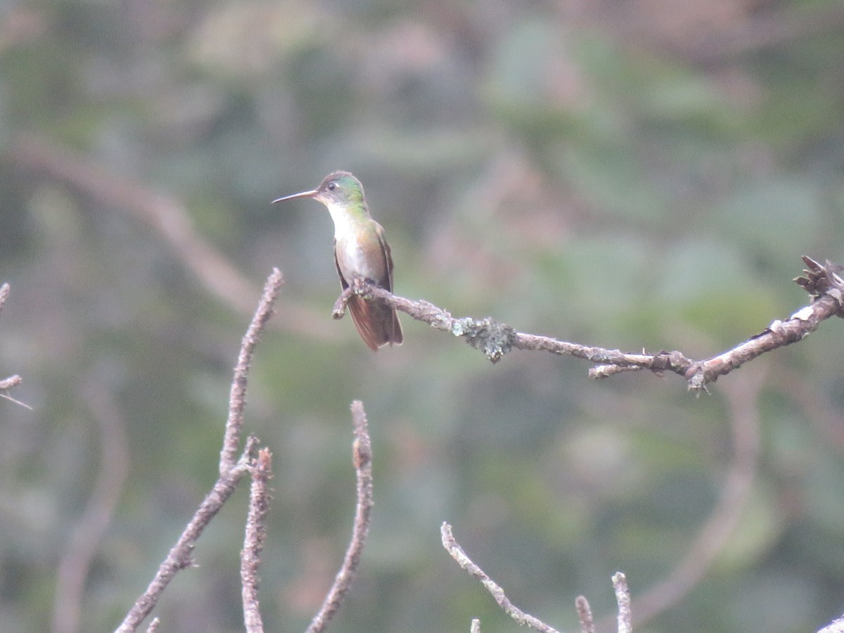Azure-crowned Hummingbird - ML188142971