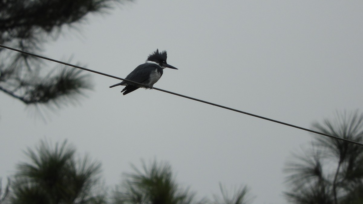 Belted Kingfisher - ML188145591
