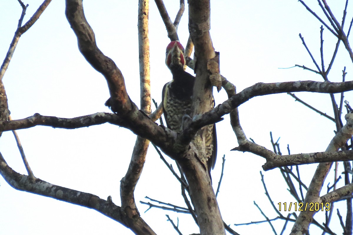 Lineated Woodpecker - Paul Wolter
