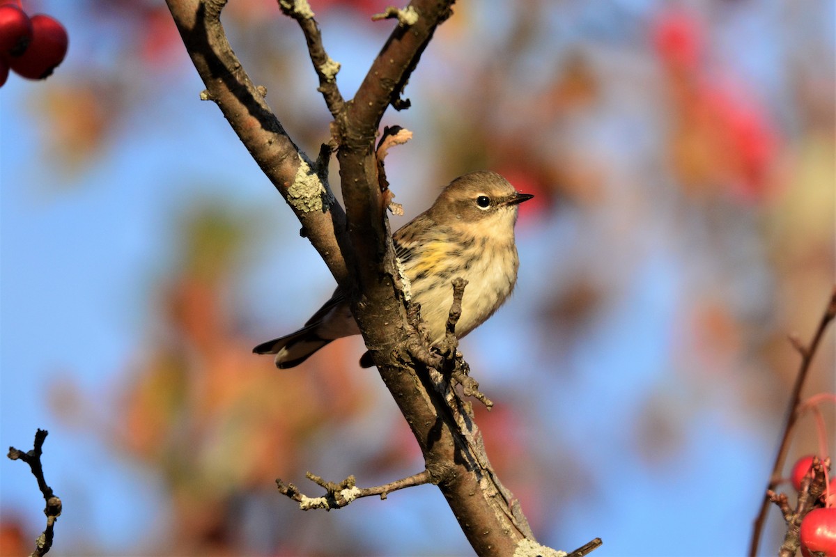 Yellow-rumped Warbler (Myrtle) - ML188152331