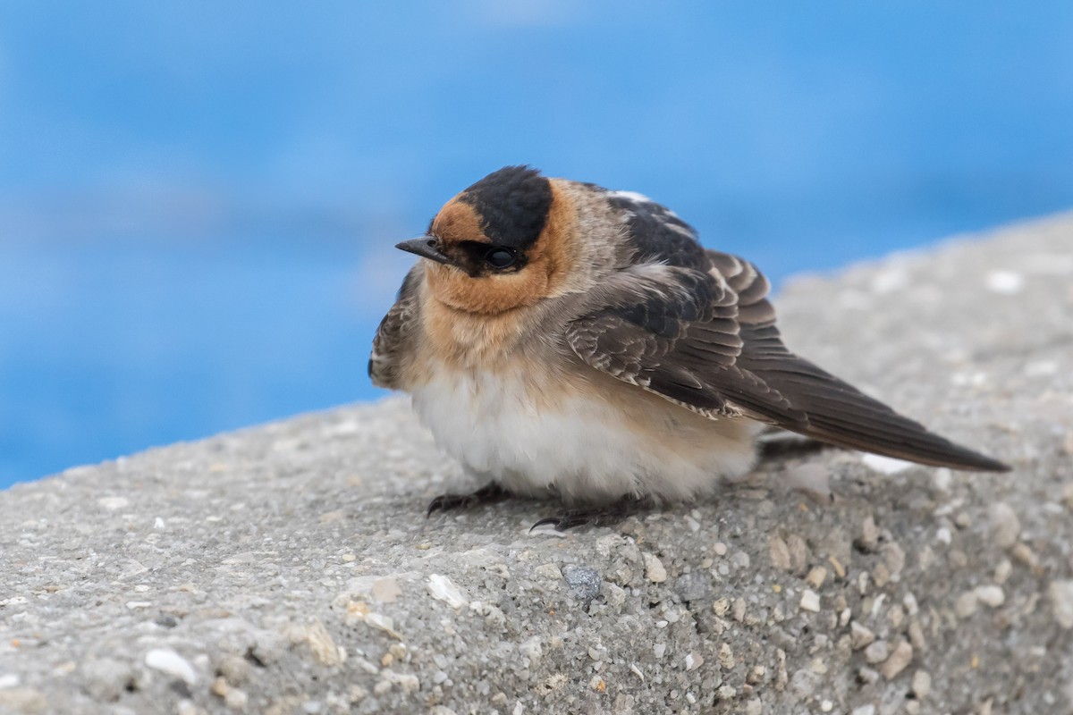 Cave Swallow - ML188152501