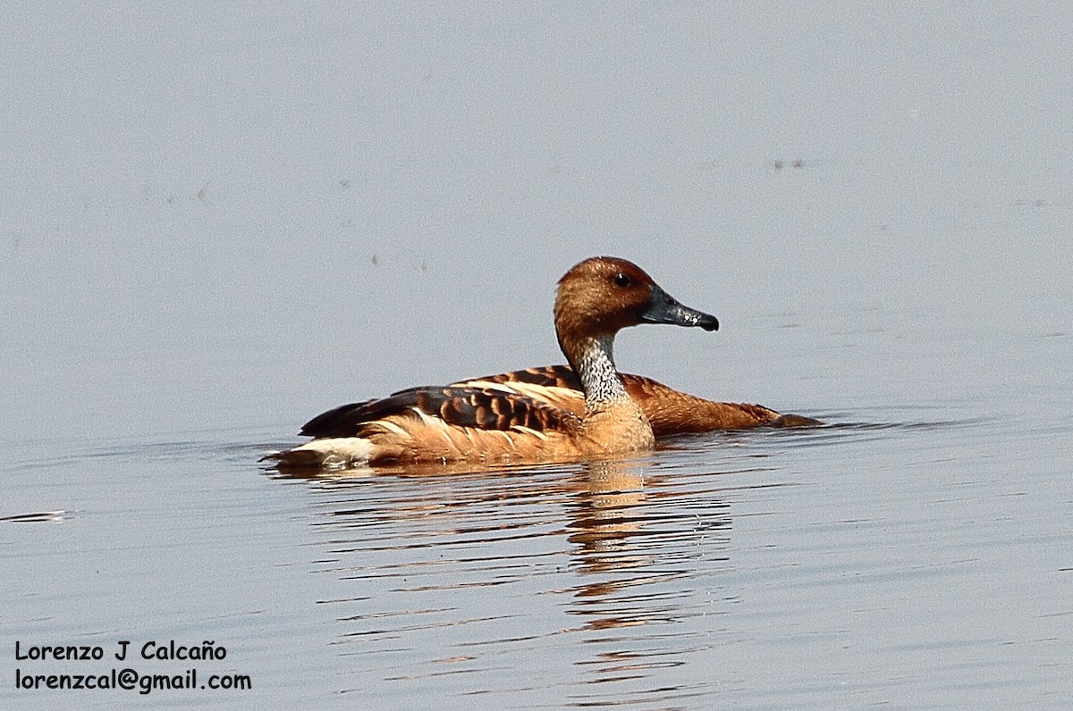Fulvous Whistling-Duck - ML188153051