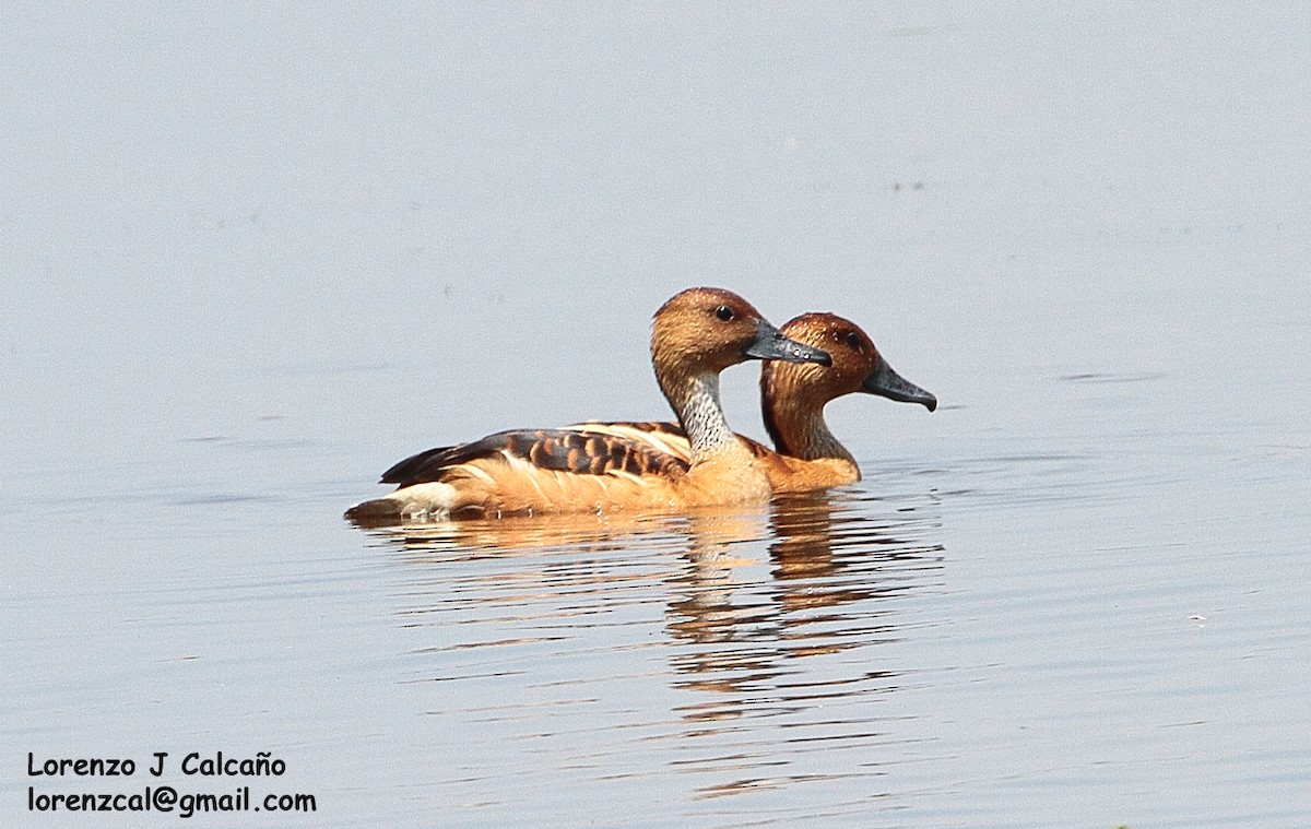 Fulvous Whistling-Duck - ML188153151