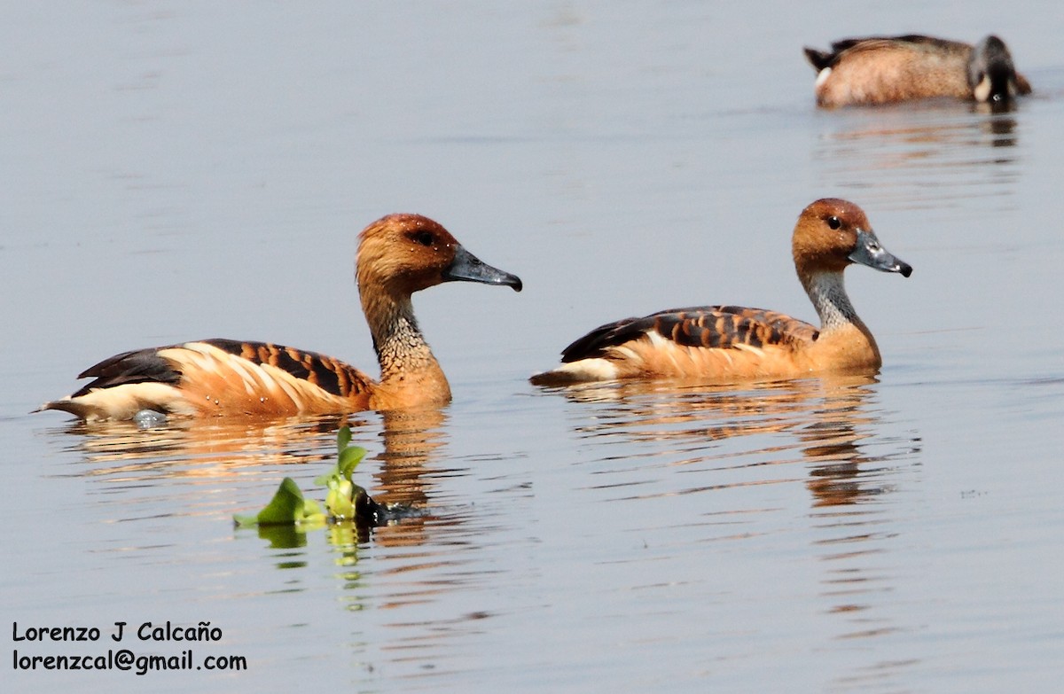 Fulvous Whistling-Duck - ML188153181