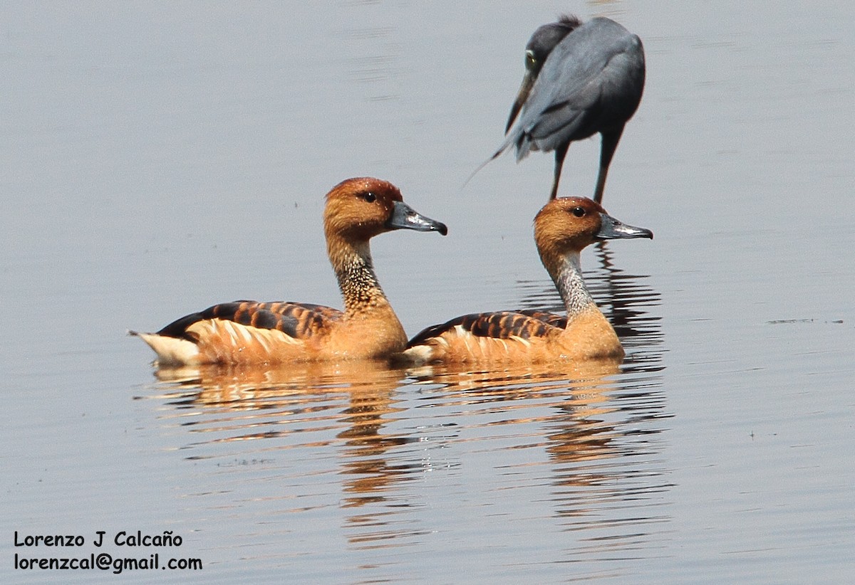 Fulvous Whistling-Duck - ML188153221