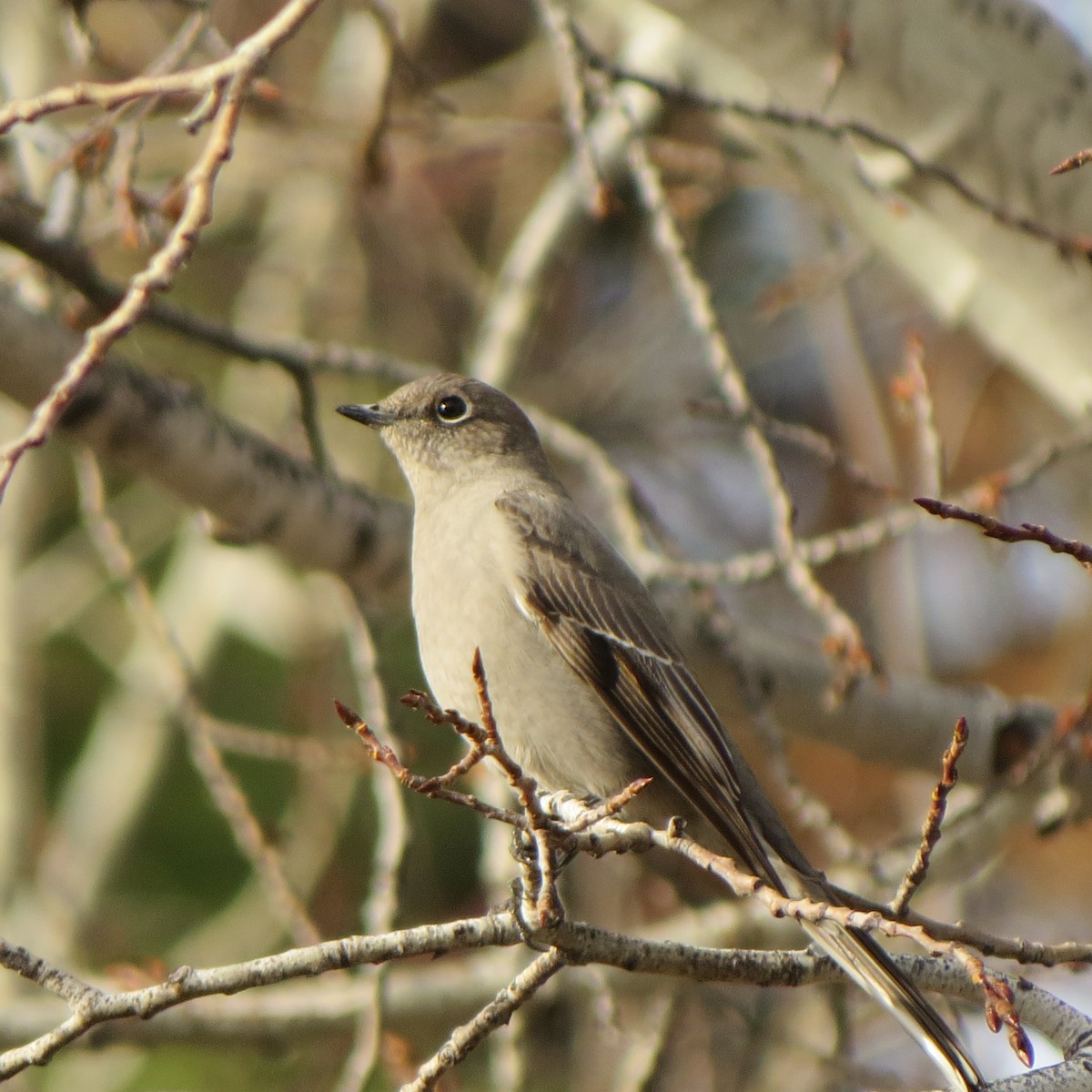 Townsend's Solitaire - ML188153461