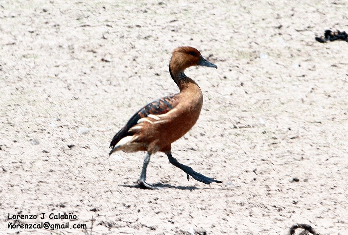 Fulvous Whistling-Duck - ML188153701