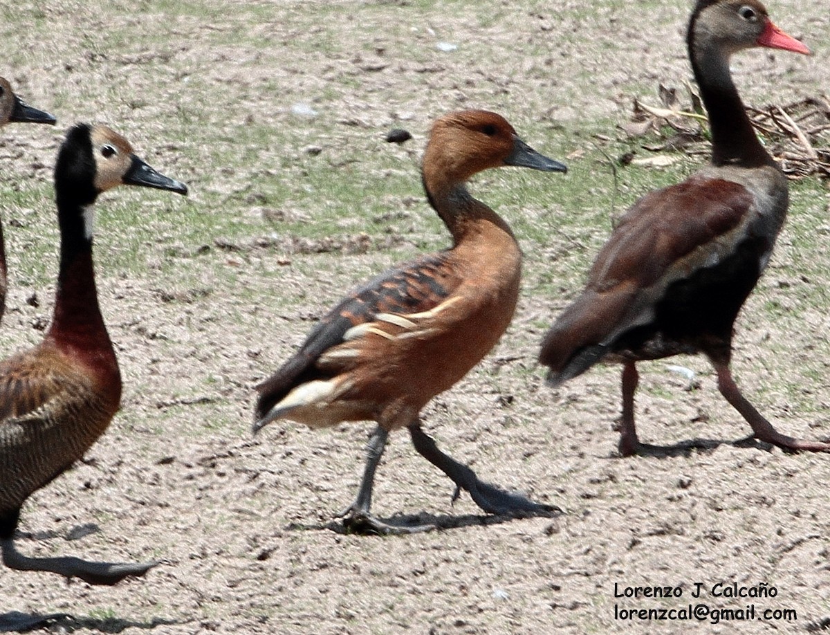 Fulvous Whistling-Duck - ML188153821