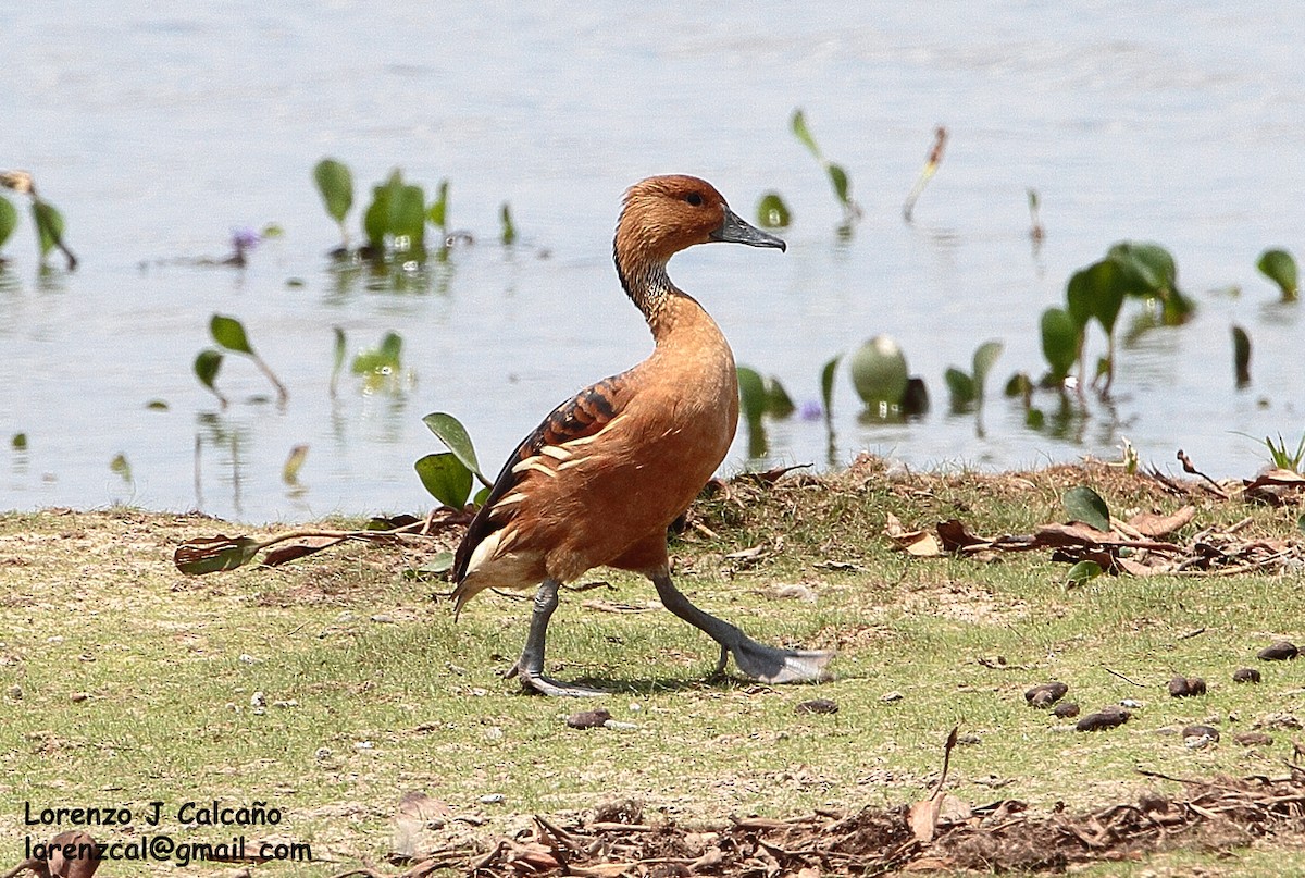 Fulvous Whistling-Duck - ML188153831