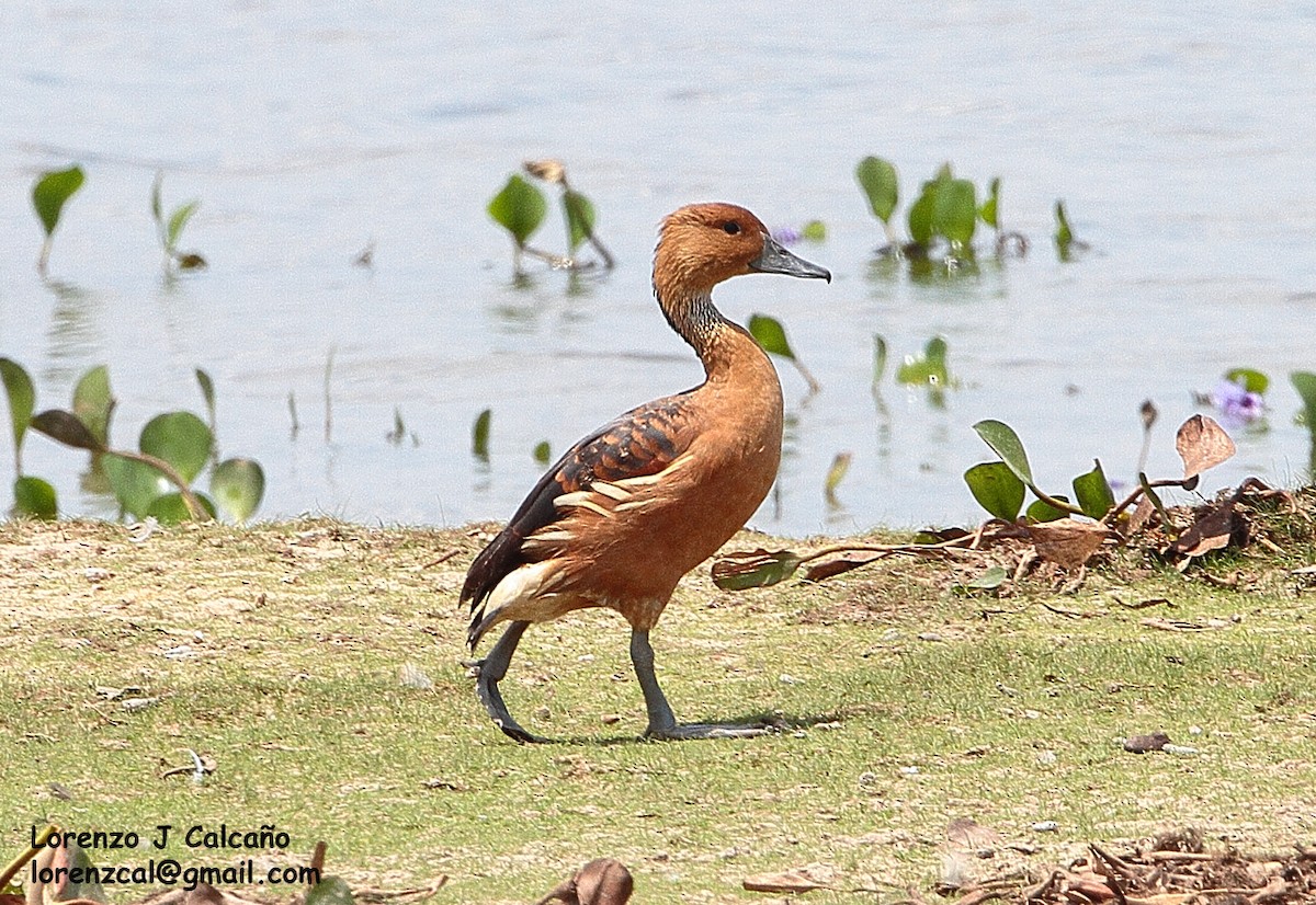 Fulvous Whistling-Duck - ML188153851