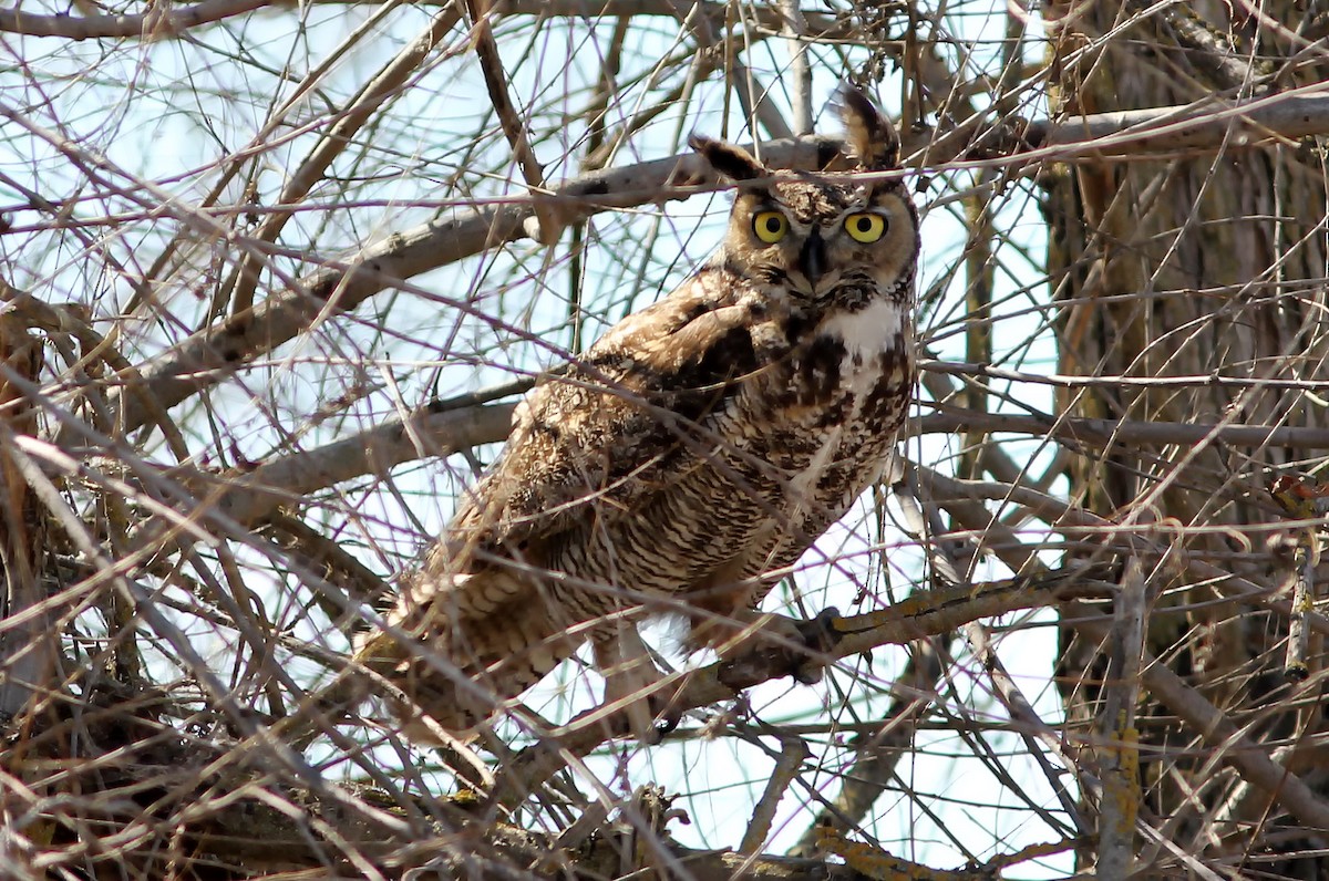 Great Horned Owl - Michael Hawk