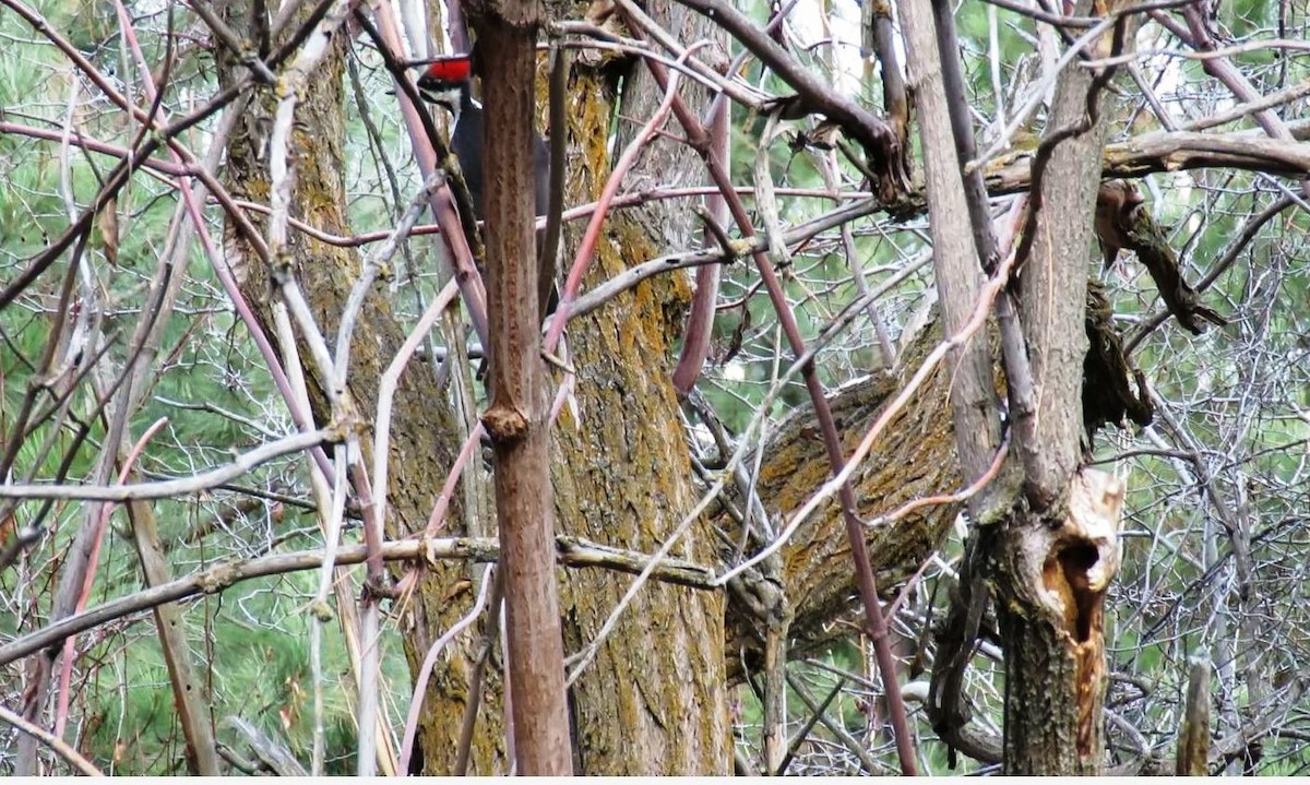 Pileated Woodpecker - shawn richmond