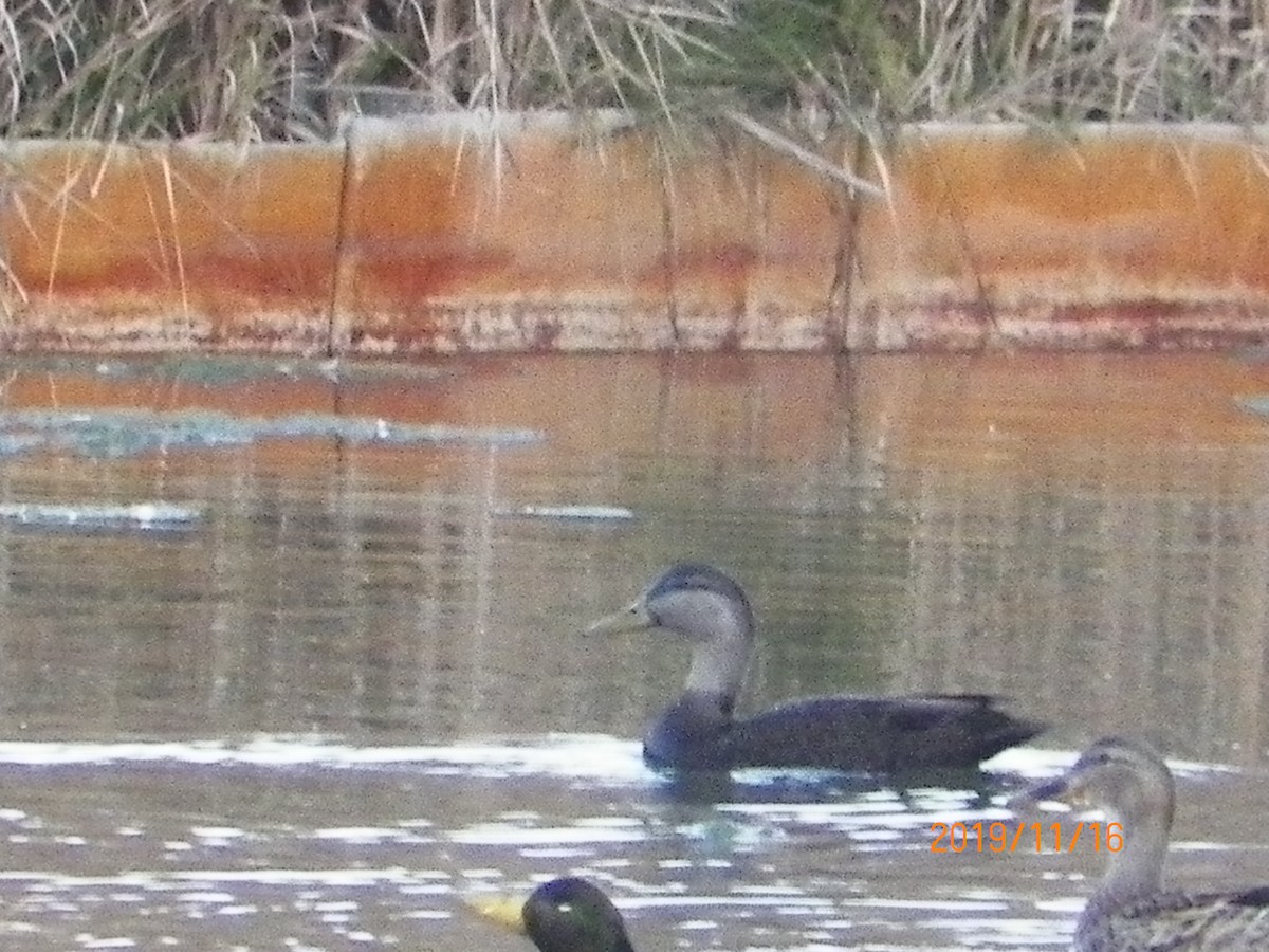 American Black Duck - ML188161211